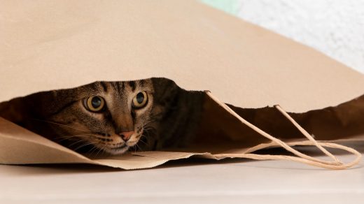 Никотин Шредингера