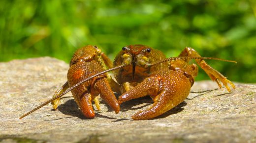 Суть путаницы вокруг никотина