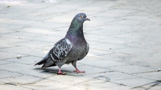 Запрет ароматизаторов в Ирландии